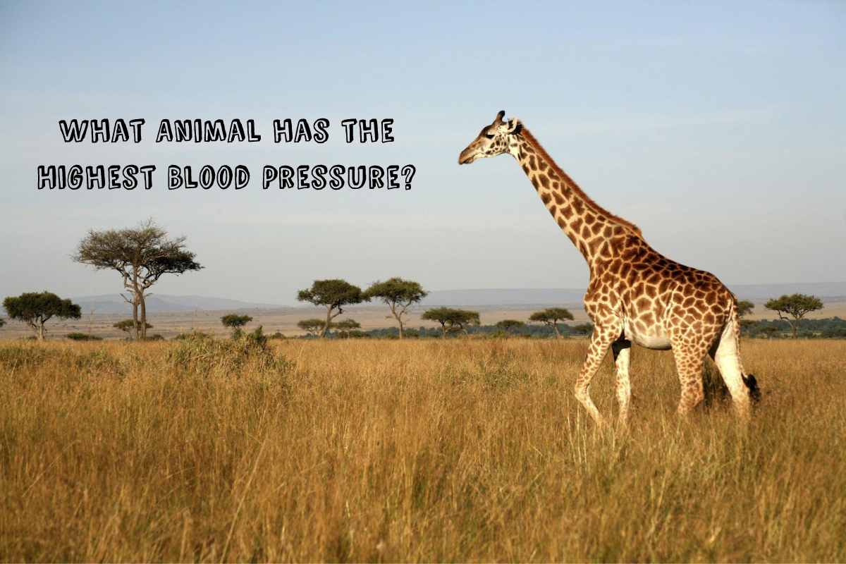 what-animal-has-the-highest-blood-pressure